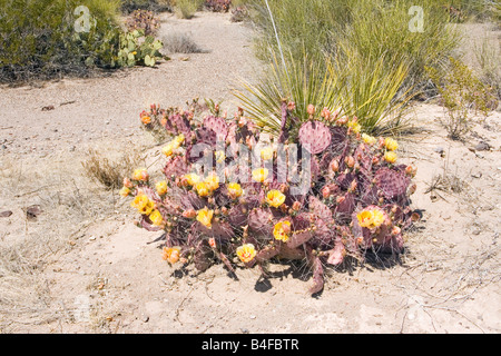 Big Bend Prickly Pear Opuntia azurea Stock Photo