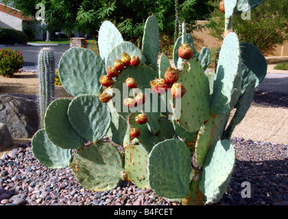 Silver Dollar Prickly Pear, Dinner Plate Cactus Opuntia robusta var maxima Stock Photo