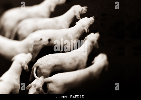 hunting dogs Stock Photo