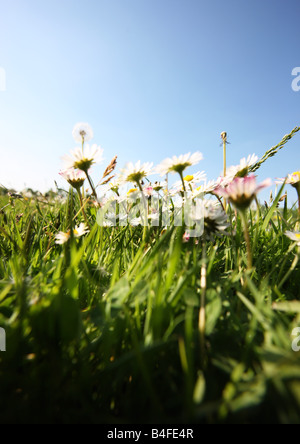 Spring grass with daisy and dandelion flowers isolated on white ...