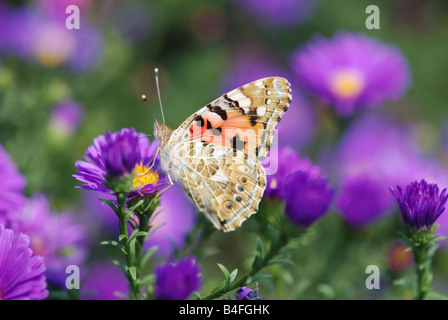 beautiful butterfly on yellow flower Stock Photo