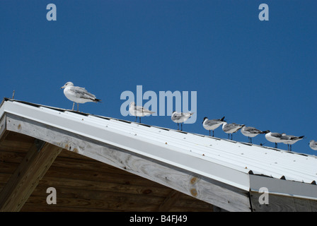 A flock of seagulls are sitting on the rooftop of a picnic shelter on the beach. Stock Photo