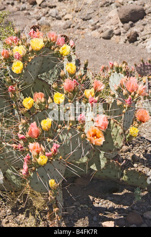 Big Bend Prickly Pear Opuntia azurea Stock Photo