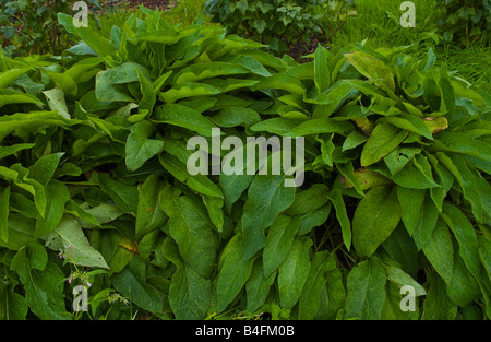 Comfrey growing on organic allotment UK it can used as green manure a mulch or added to compost Stock Photo