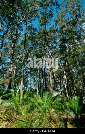 EUCALYPTUS FOREST NEAR CANBERRA NEW SOUTH WALES AUSTRALIA Stock Photo