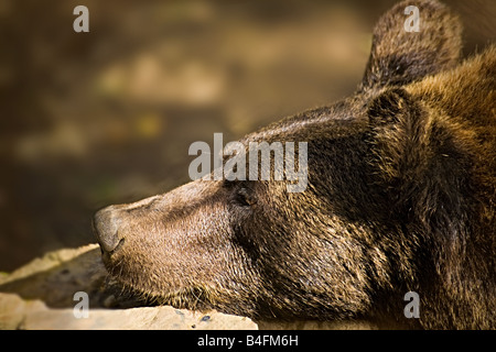 A brown bear resting her chin on a rock Stock Photo