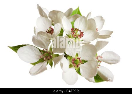inflorescence of apple flowers isolated on white Stock Photo
