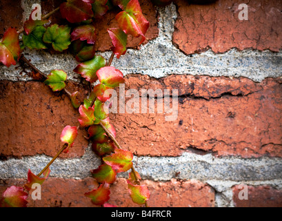 Colorful ivy clinging and crawling on a distressed brick wall Stock Photo