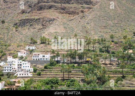 Terraces of palm trees on the island of La Gomera La Gomera is situated very close to Tenerife and is one of the Canary Islands Stock Photo