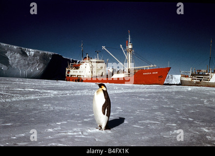 The Trans Antarctic Expedition 1956 1958 Penguin on the ice in front of the Magga Dan ship Stock Photo