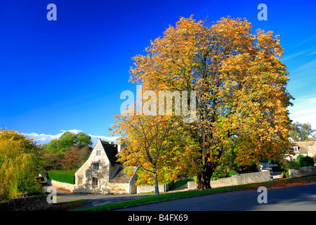 Autumn Horse Chestnut Tree landscape Duddington village Northamptonshire England Britain UK Stock Photo