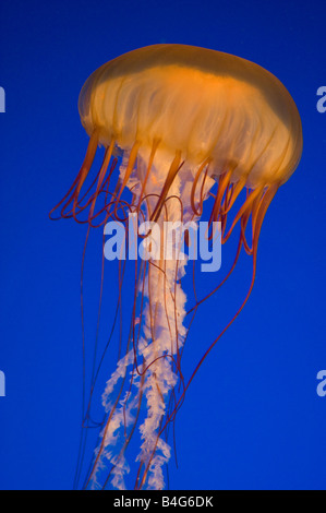 Pacific Sea Nettle Jellyfish (Chrysaora fuscescens) Vancouver Aquarium Vancouver BC Canada