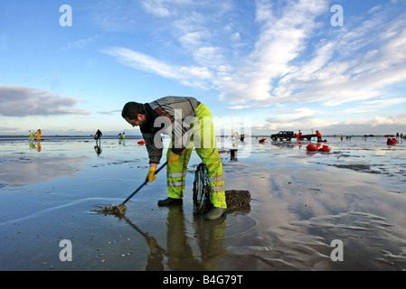 Cockle fishers return to the deadly Morecambe bay cockle beds Over 300 cocklers took to the sands at Fleetwood after the ban was lifted over a year after the tragic deaths of a band of Chinese cocklers who drown after being caught out by the tide Stock Photo