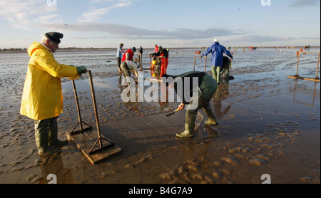 Cockle fishers return to the deadly Morecambe bay cockle beds Over 300 cocklers took to the sands at Fleetwood after the ban was lifted over a year after the tragic deaths of a band of Chinese cocklers who drown after being caught out by the tide Stock Photo