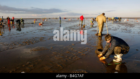 Cockle fishers return to the deadly Morecambe bay cockle beds Over 300 cocklers took to the sands at Fleetwood after the ban was lifted over a year after the tragic deaths of a band of Chinese cocklers who drown after being caught out by the tide Stock Photo