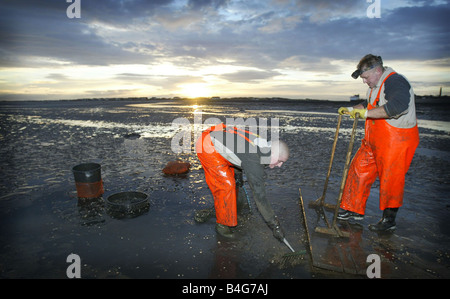 Cockle fishers return to the deadly Morecambe bay cockle beds Over 300 cocklers took to the sands at Fleetwood after the ban was lifted over a year after the tragic deaths of a band of Chinese cocklers who drown after being caught out by the tide Stock Photo