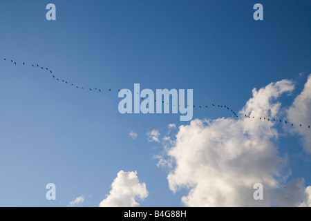 A flock of birds flying in a line Stock Photo