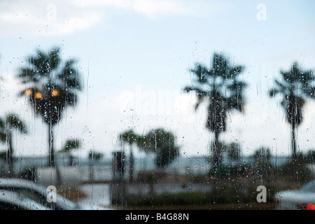 Palm trees seen through rain covered window Stock Photo