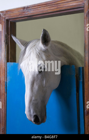 A horse's head looking over a stable door Stock Photo