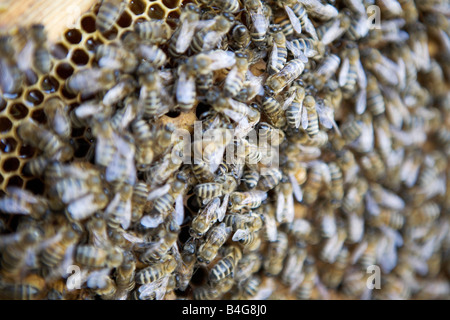 Honey bees (Apis mellifera) Stock Photo