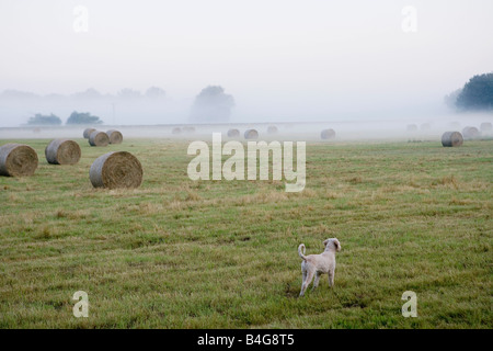 Spanish Waterdog standing in a field with hay bales Stock Photo