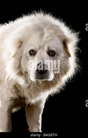 Anatolian Shepherd Dog, Portrait Stock Photo