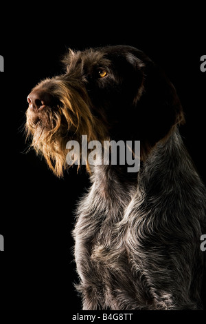 German Wirehaired Pointer Stock Photo