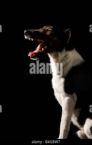 Fox Terrier, portrait Stock Photo