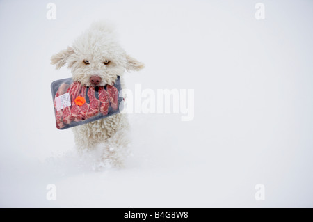 Spanish Water Dog running in snow with a package of meat in his mouth