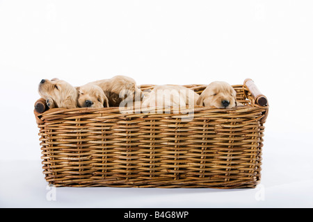 Golden Retriever puppies Stock Photo