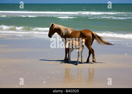 A wild Banker Pony mare and her foal, Outer Banks, North Carolina Stock Photo