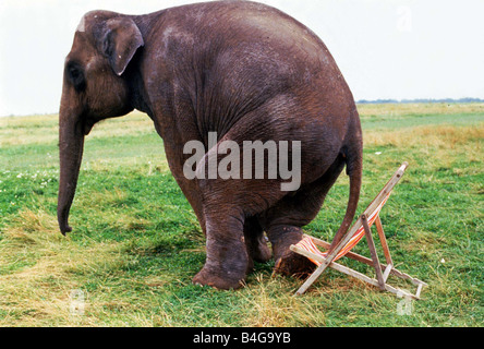 Elephant on chair new arrivals