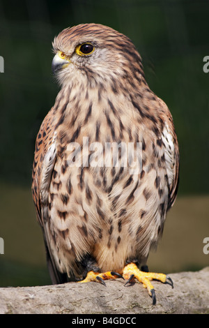 Common Kestrel (Falco tinnunculus), UK Stock Photo
