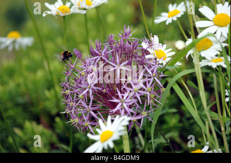 A bee heading for a nectar laden Allium Stock Photo