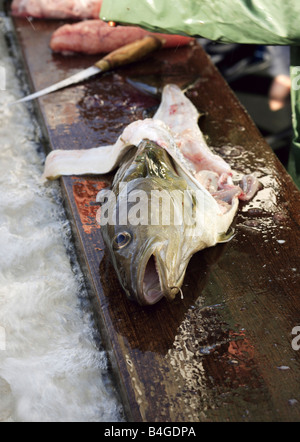 Caught Cod Fish Freshly caught cod fish lying on cobblestone Stock Photo - Alamy