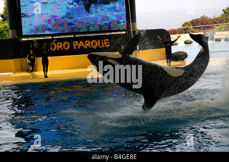 Orca (Orcinus orca) show in Loro Parque in Puerto de la Cruz, Tenerife, Canary Islands, Spain Stock Photo