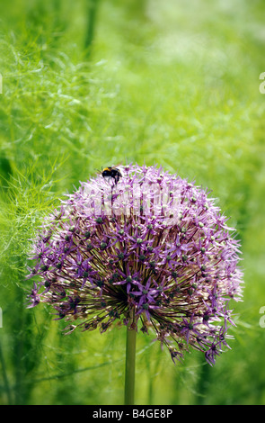 A bee on an Allium with fluffy fennel providing a backdrop in a Worcestershire garden Stock Photo
