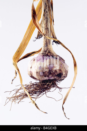 Garlic bulb freshly harvested