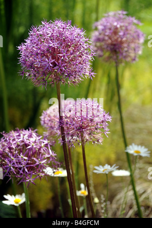 Alliums in the sun shine in a Worcestershire garden Stock Photo