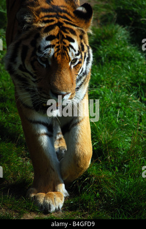 tiger walking towards camera Stock Photo