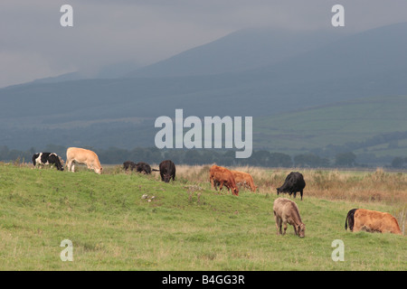 A colourful herd of cattle grazing, Dumfries & Galloway. Stock Photo