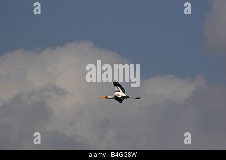 painted stork flying among the clouds Stock Photo