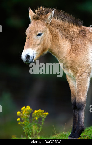 Przewalskis Wild Horse - Equus przewalskii Stock Photo