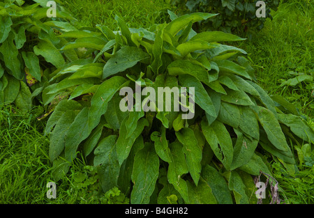 Comfrey growing on organic allotment UK it can used as green manure a mulch or added to compost Stock Photo