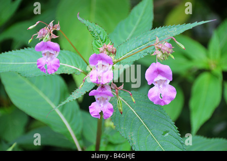 Himalayan Balsam flower Glandulifera royle Stock Photo