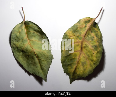 same autumn leaf shown front and back Stock Photo