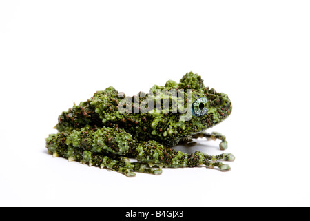 Mossy Frog, Theloderma corticale, from Vietnam. Stock Photo