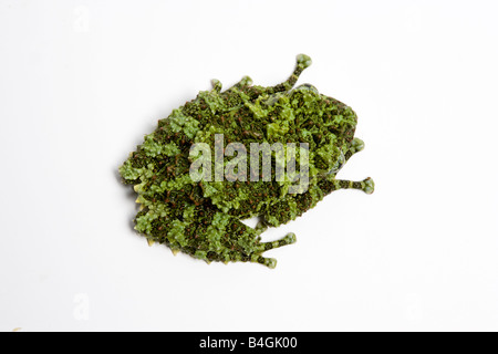 Mossy Frog, Theloderma corticale, from Vietnam Stock Photo