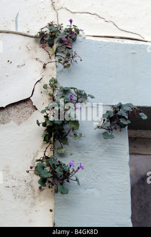 IVY LEAVED TOADFLAX CYMBALARIA MURALIS GROWING OUT OF A POORLY MAINTAINED HOUSE WALL Stock Photo