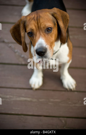 A cute beagle puppy with a curious look on his face Stock Photo